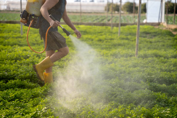 Best Wasp Removal Services  in Lovelock, NV