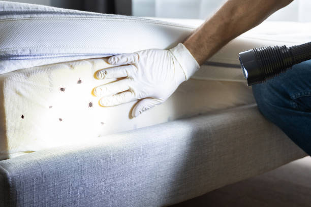 Best Residential Pest Control  in Lovelock, NV