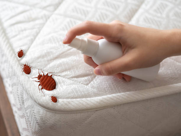 Best Spider Control Near Me  in Lovelock, NV
